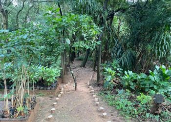 Trilha ecológica é aberta no Horto Florestal de Presidente Prudente