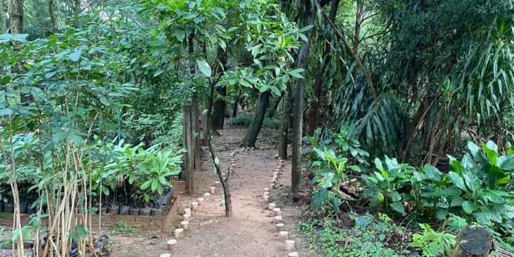 Trilha ecológica é aberta no Horto Florestal de Presidente Prudente