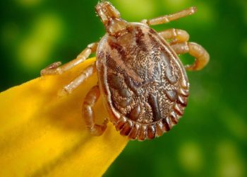 Entenda o que é febre maculosa e quais os sintomas