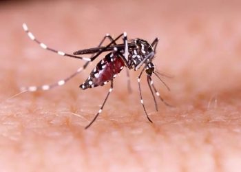 Não caia em fake news sobre a dengue!Professor esclarece as fake news da doença