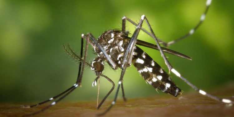 Aumento nos casos de dengue preocupa cidades do centro-oeste paulista
