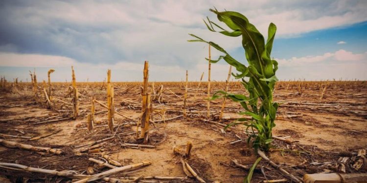 Como a mudança climática afetará a produção de alimentos no Brasil