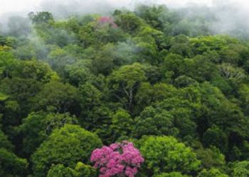 Semana do Meio Ambiente