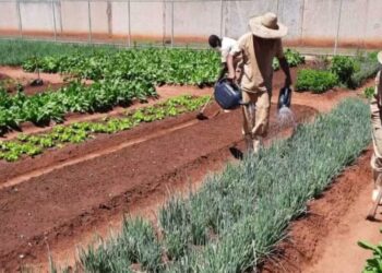Detentos cultivam horta e produzem toneladas de hortaliças no interior de SP; parte é doada para instituições assistenciais