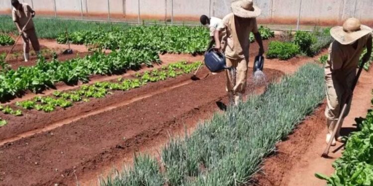 Detentos cultivam horta e produzem toneladas de hortaliças no interior de SP; parte é doada para instituições assistenciais