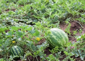Oeste Paulista concentra centenas de assentamentos rurais