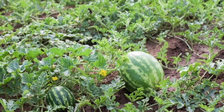 Oeste Paulista concentra centenas de assentamentos rurais