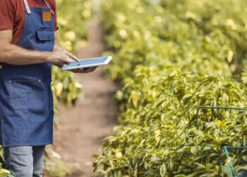 Sebrae-SP abre inscrições para agentes locais de inovação rural; bolsas chegam a R$ 6,5 mil