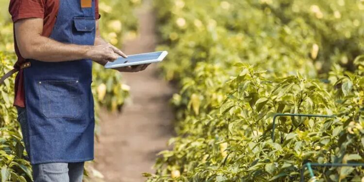 Sebrae-SP abre inscrições para agentes locais de inovação rural; bolsas chegam a R$ 6,5 mil