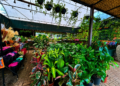 Plantas transformam ambientes e trazem mais bem-estar para dentro de casa