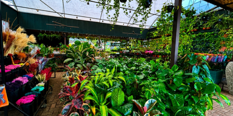 Plantas transformam ambientes e trazem mais bem-estar para dentro de casa